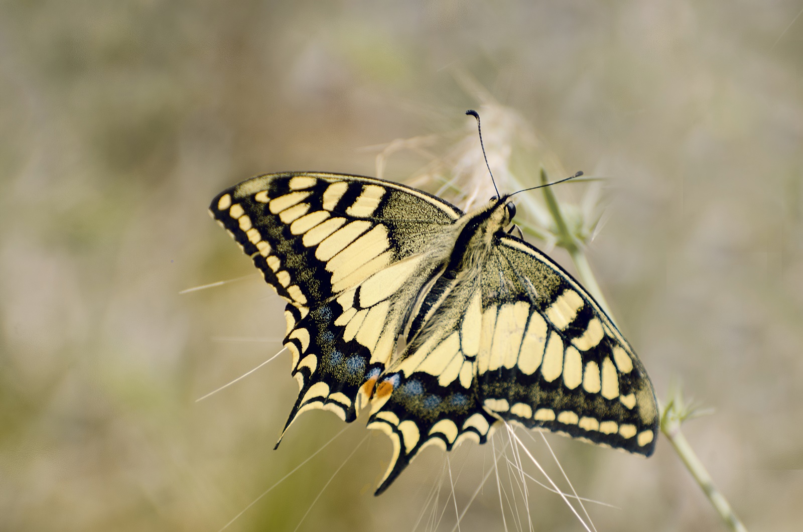 Papilio Machaon