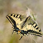 Papilio Machaon