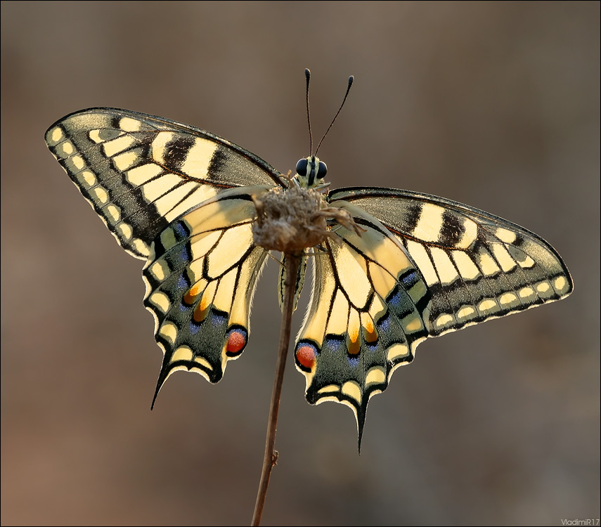 Papilio machaon