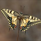 Papilio machaon