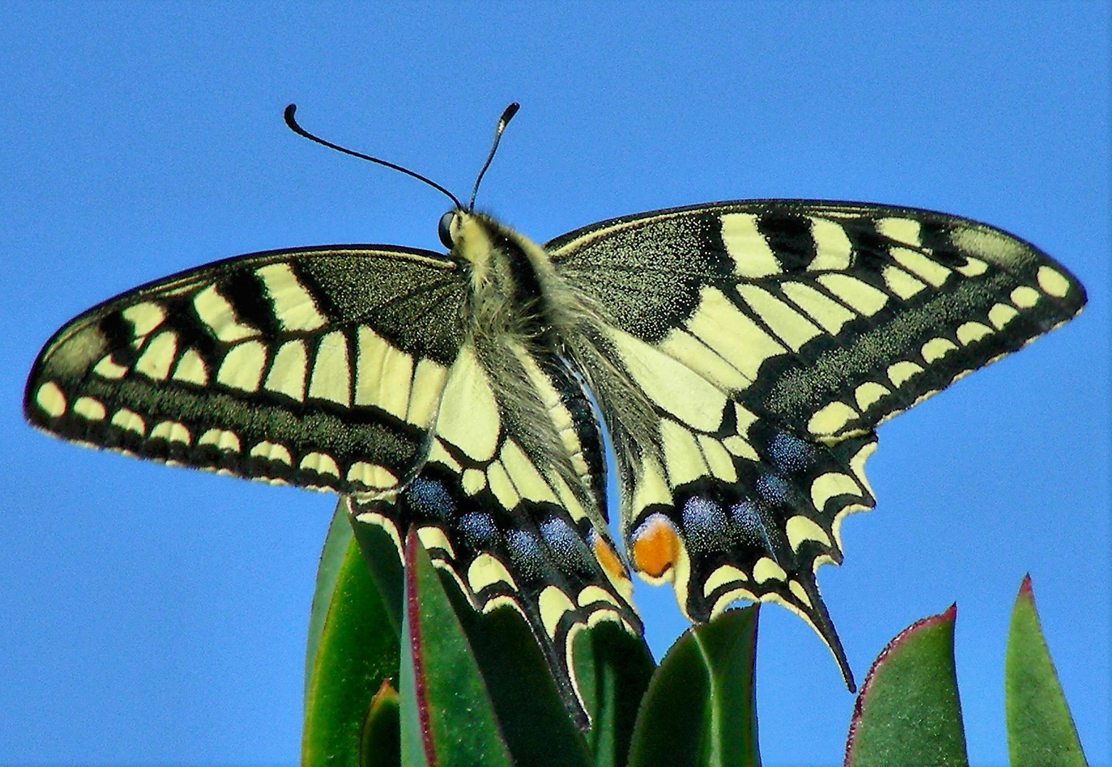 Papilio machaon