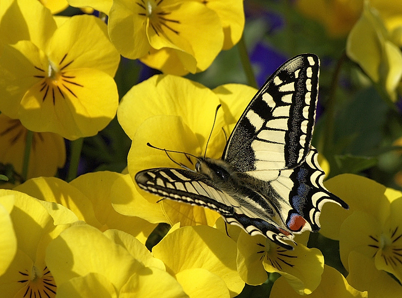 papilio machaon