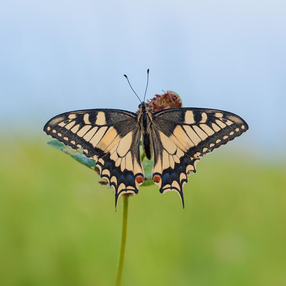 Papilio machaon