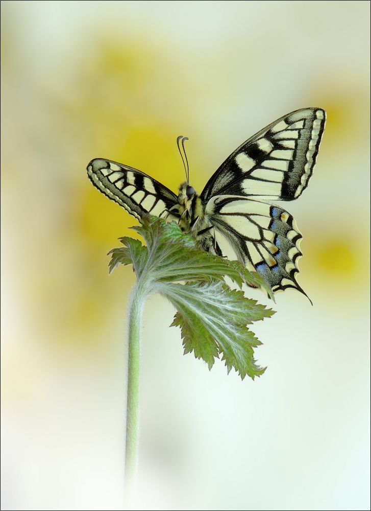 Papilio machaon