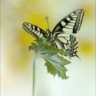 Papilio machaon