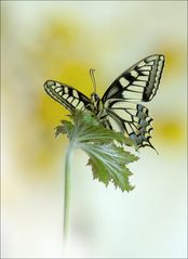 Papilio machaon