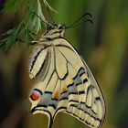 Papilio machaon