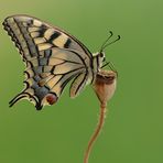 Papilio machaon