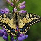 Papilio machaon