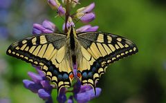 Papilio machaon