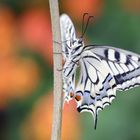 Papilio machaon