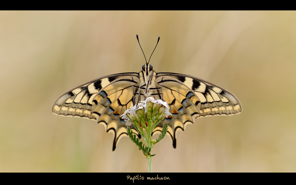 Papilio machaon