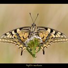 Papilio machaon