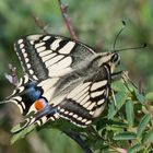 Papilio machaon