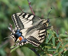 Papilio machaon