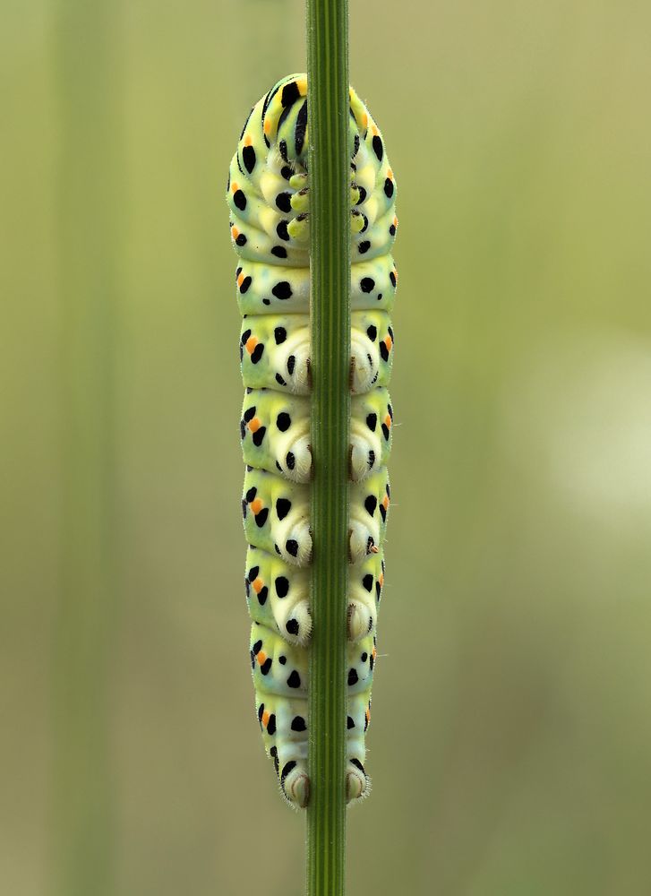 Papilio machaon #2