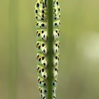 Papilio machaon #2