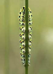 Papilio machaon #2