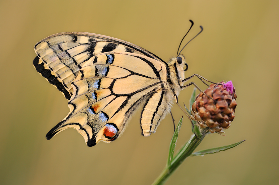 Papilio machaon 2008