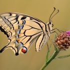 Papilio machaon 2008