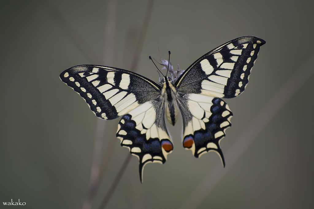 Papilio machaon