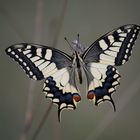 Papilio machaon