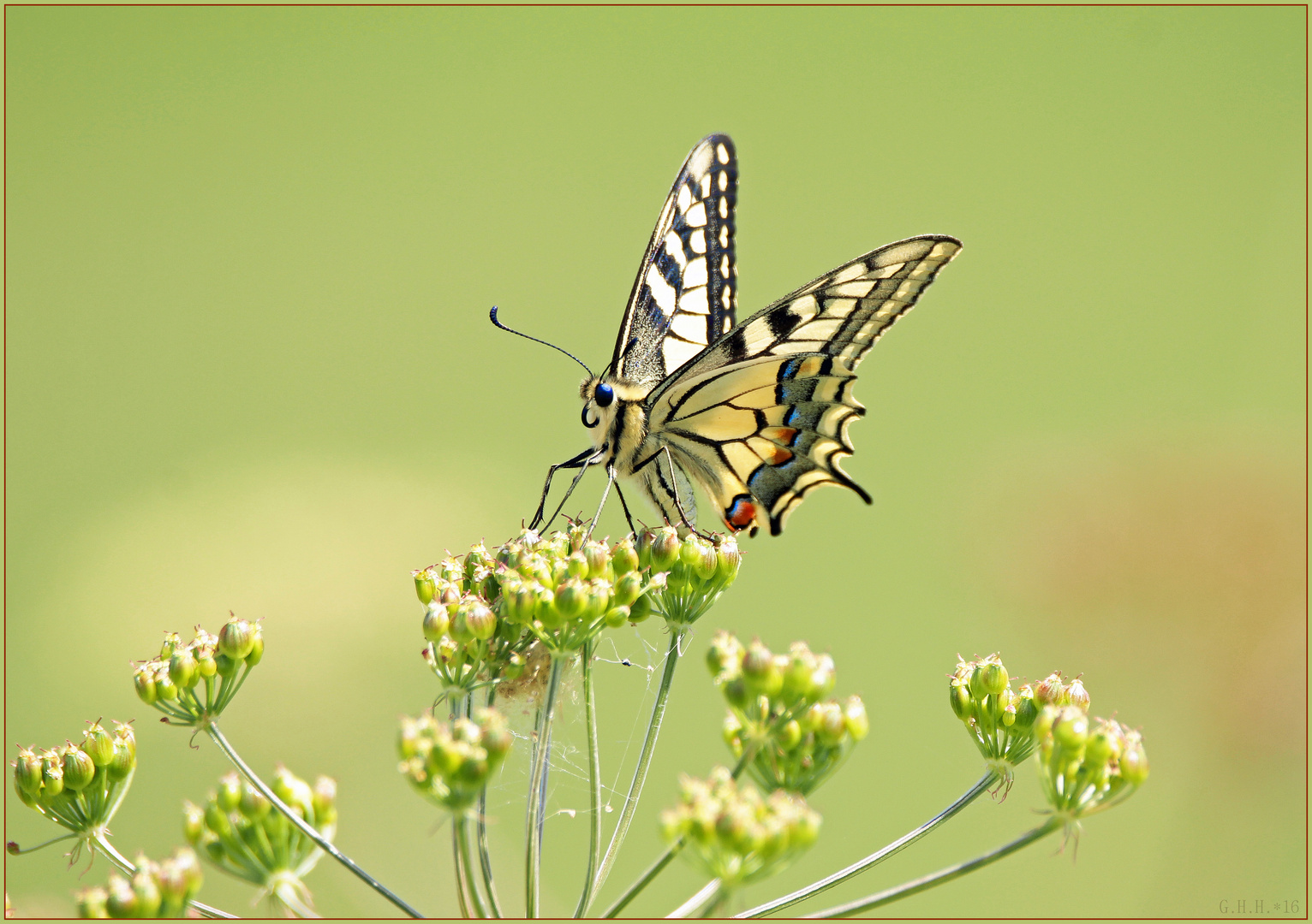 ***  PAPILIO MACHAON  ***