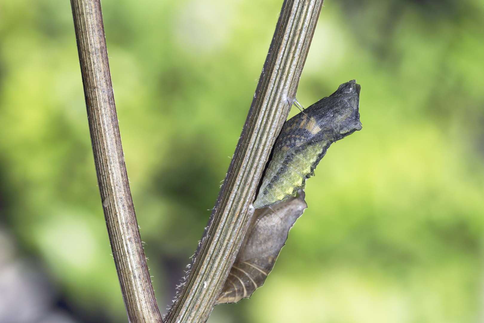 Papilio machaon