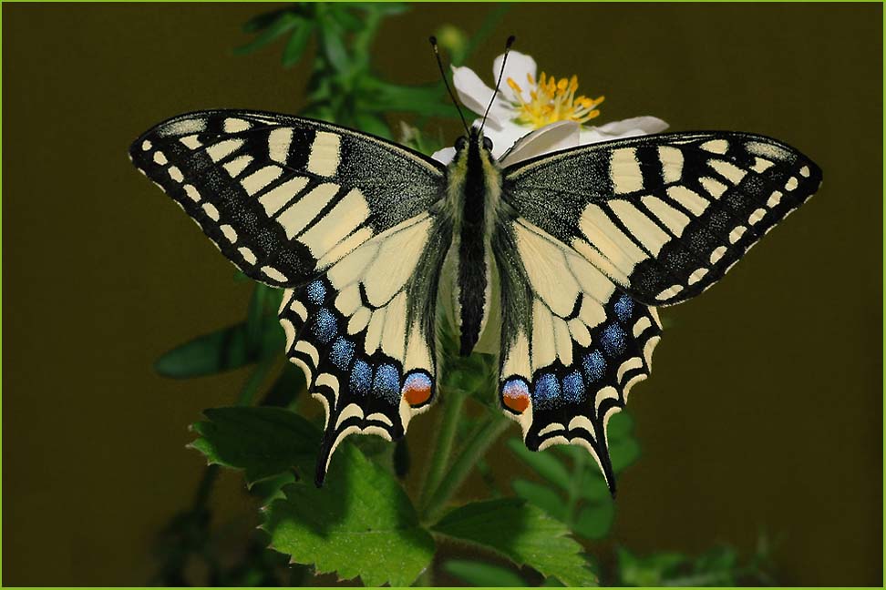 Papilio machaon