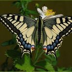 Papilio machaon