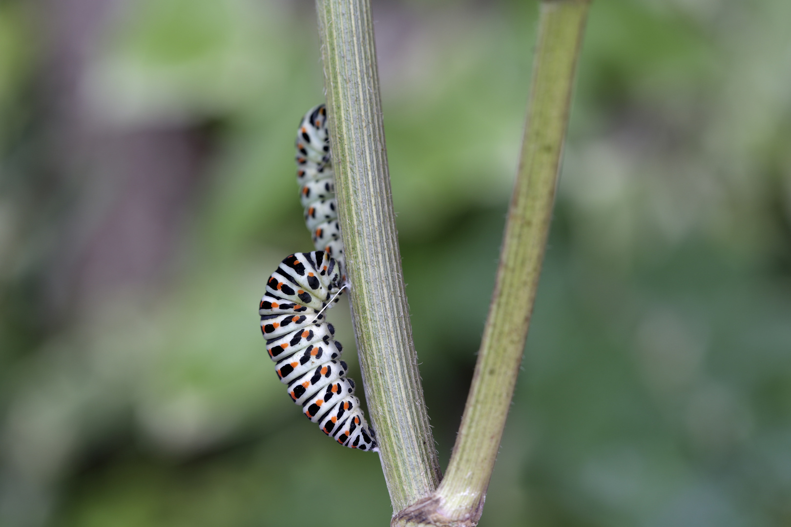 Papilio machaon 