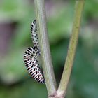 Papilio machaon 