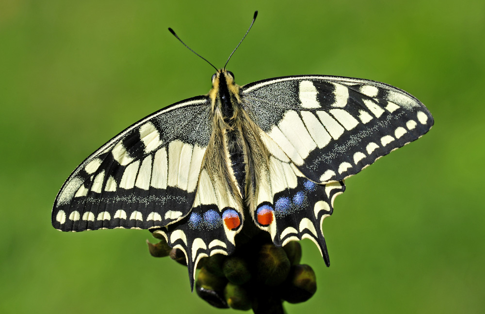 Papilio machaon