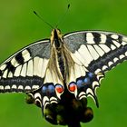 Papilio machaon