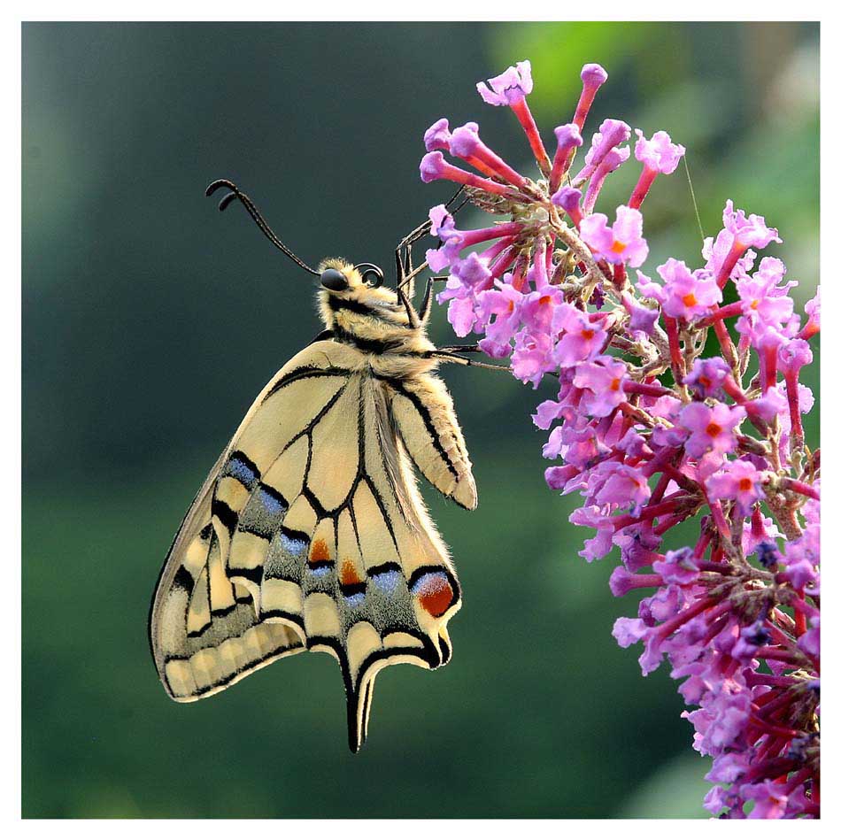 Papilio machaon