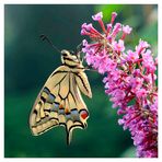 Papilio machaon