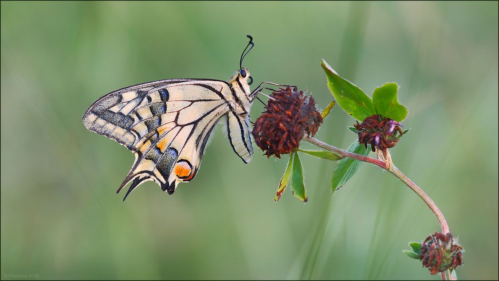 [  Papilio machaon ]