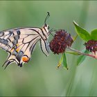 [  Papilio machaon ]