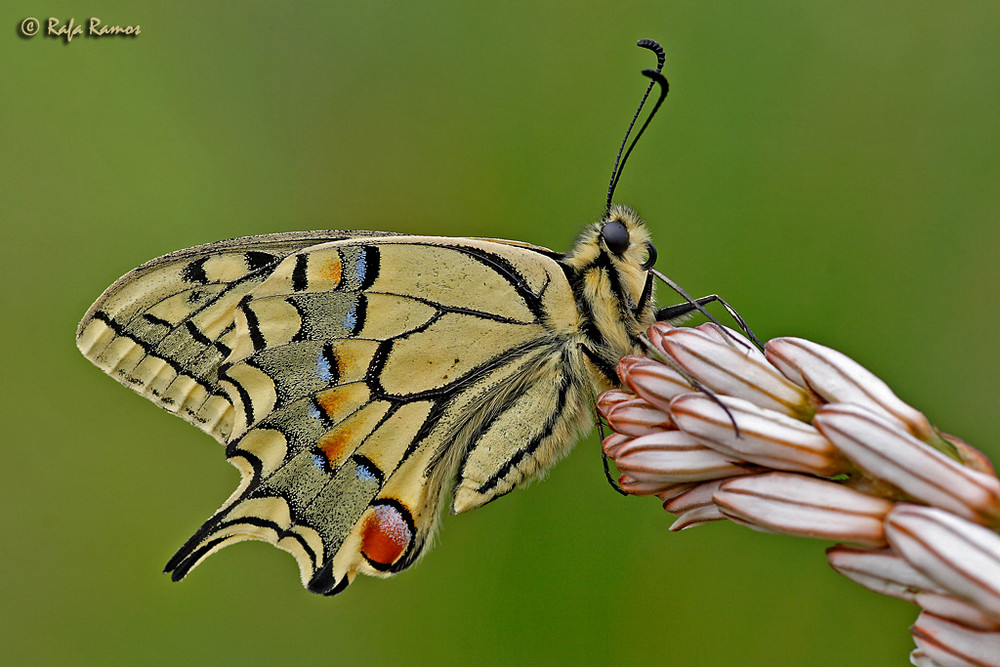 "Papilio machaon"