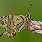 "Papilio machaon"