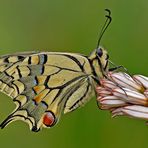 "Papilio machaon"