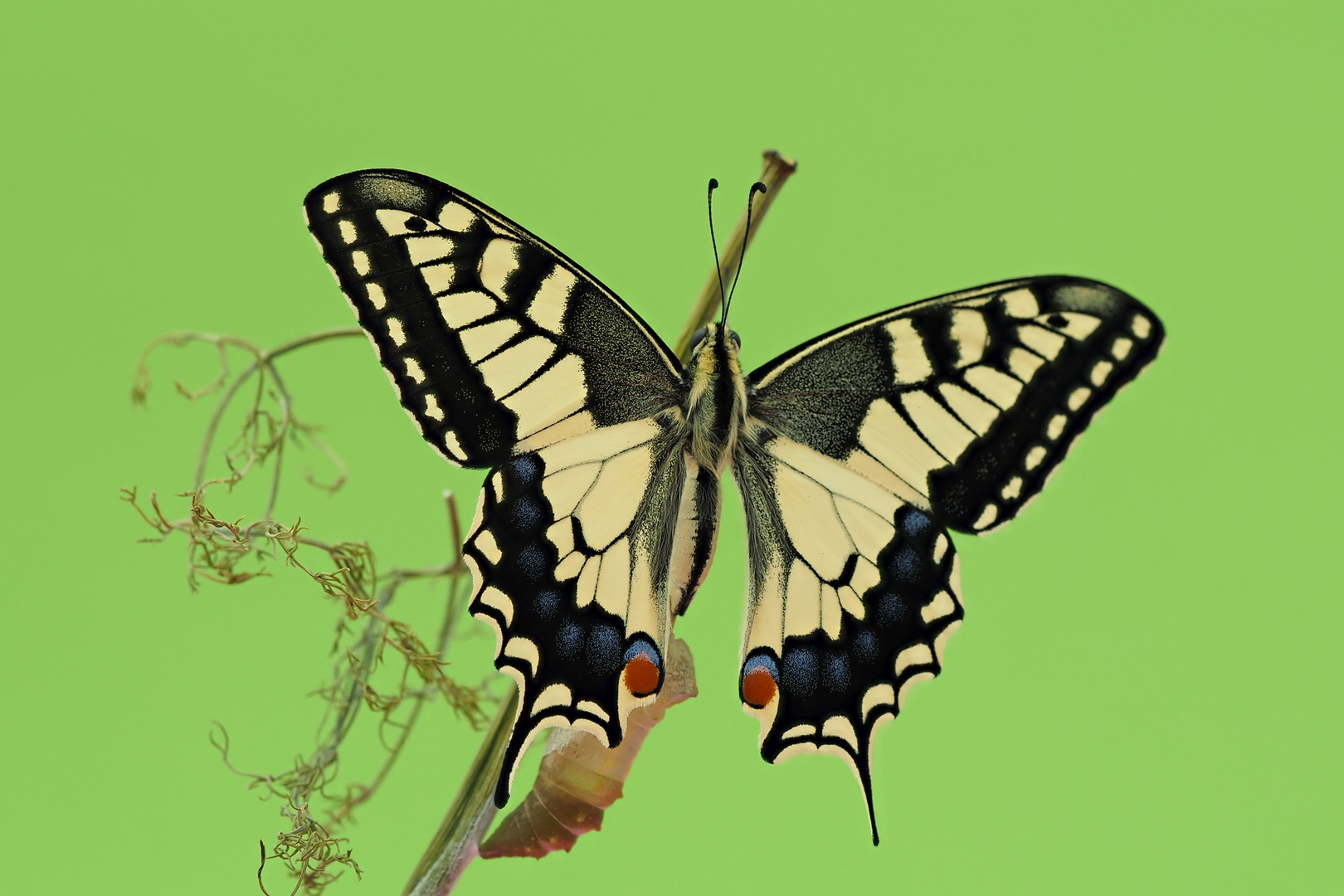 Papilio machaon.