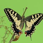 Papilio machaon.