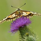 ~Papilio machaon~