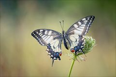 Papilio machaon