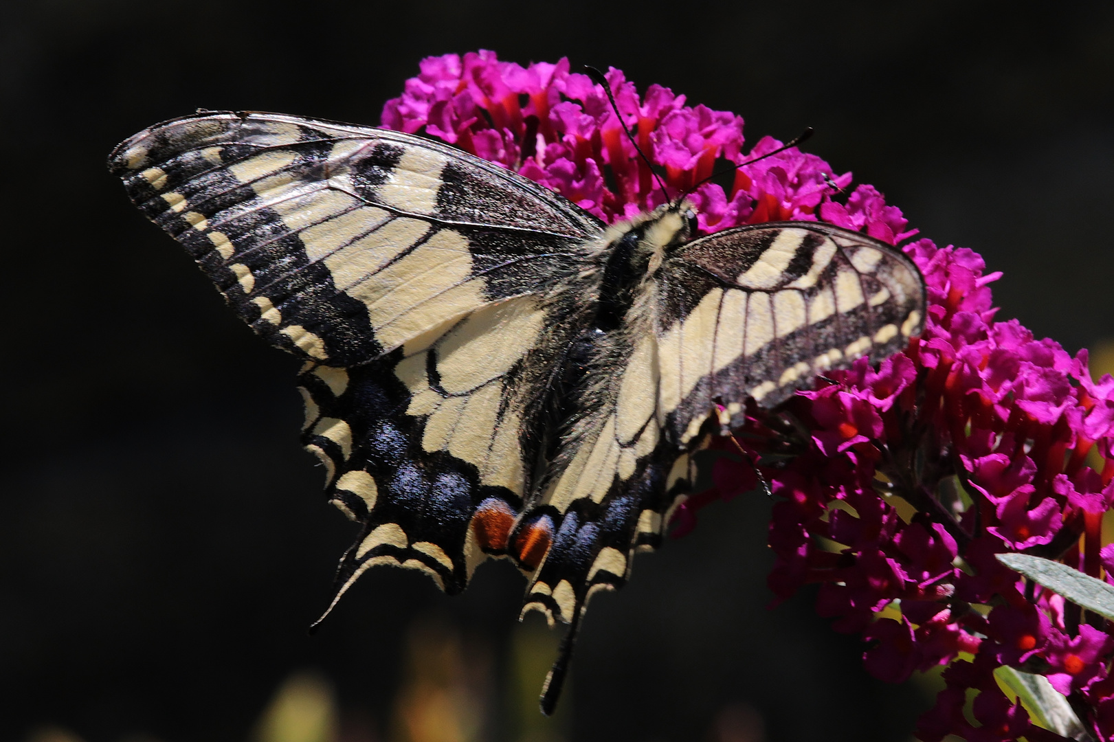 Papilio machaon