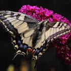 Papilio machaon