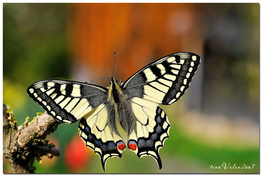 ... papilio machaon ...