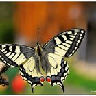 ... papilio machaon ...