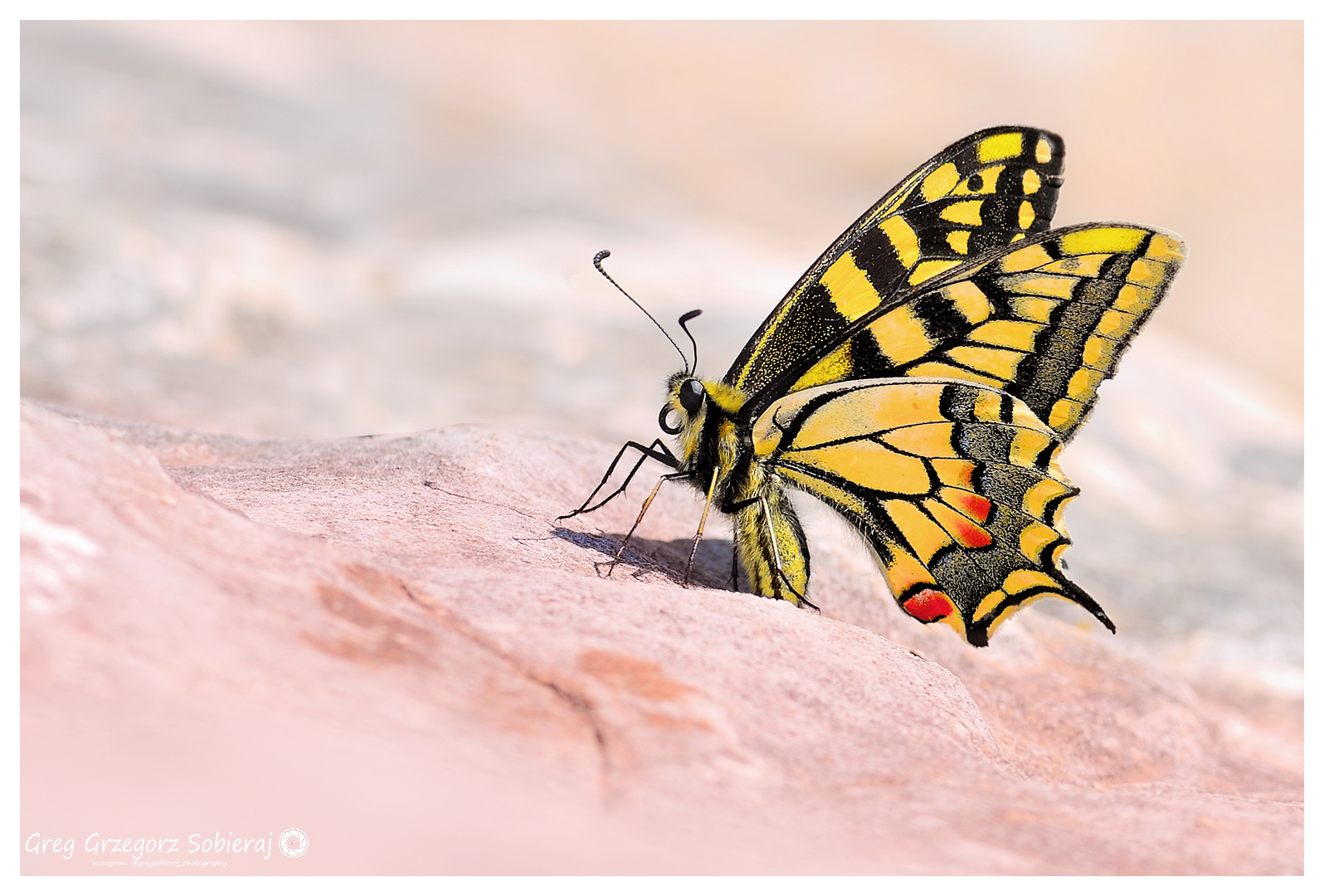 Papilio machaon